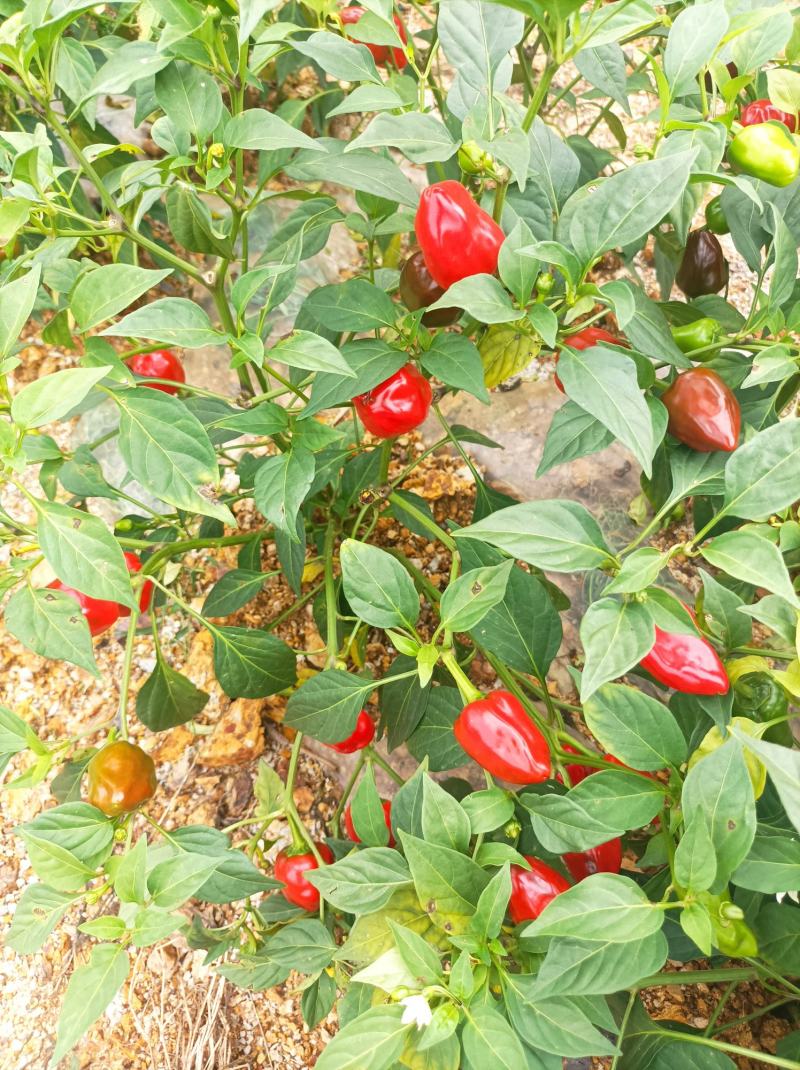 草莓椒新苗货上市