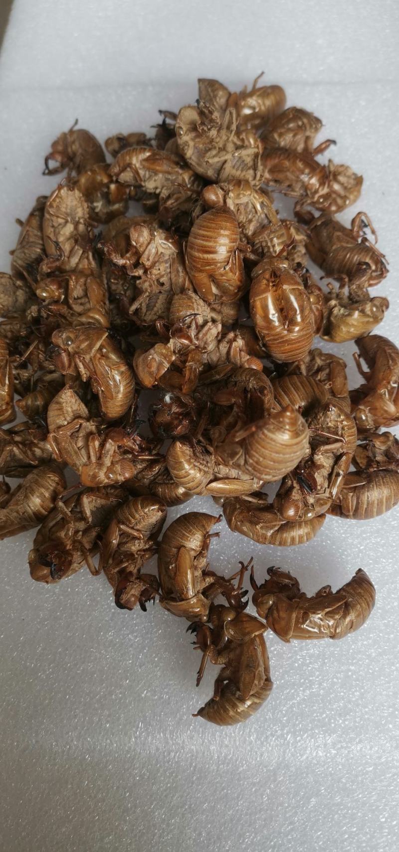 蝉蜕，知了皮，爬蚱皮