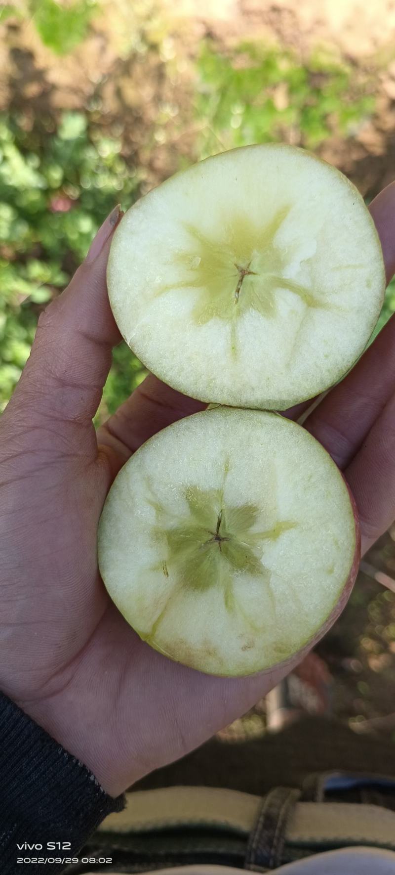 昭通糖心苹果丑苹果上市了