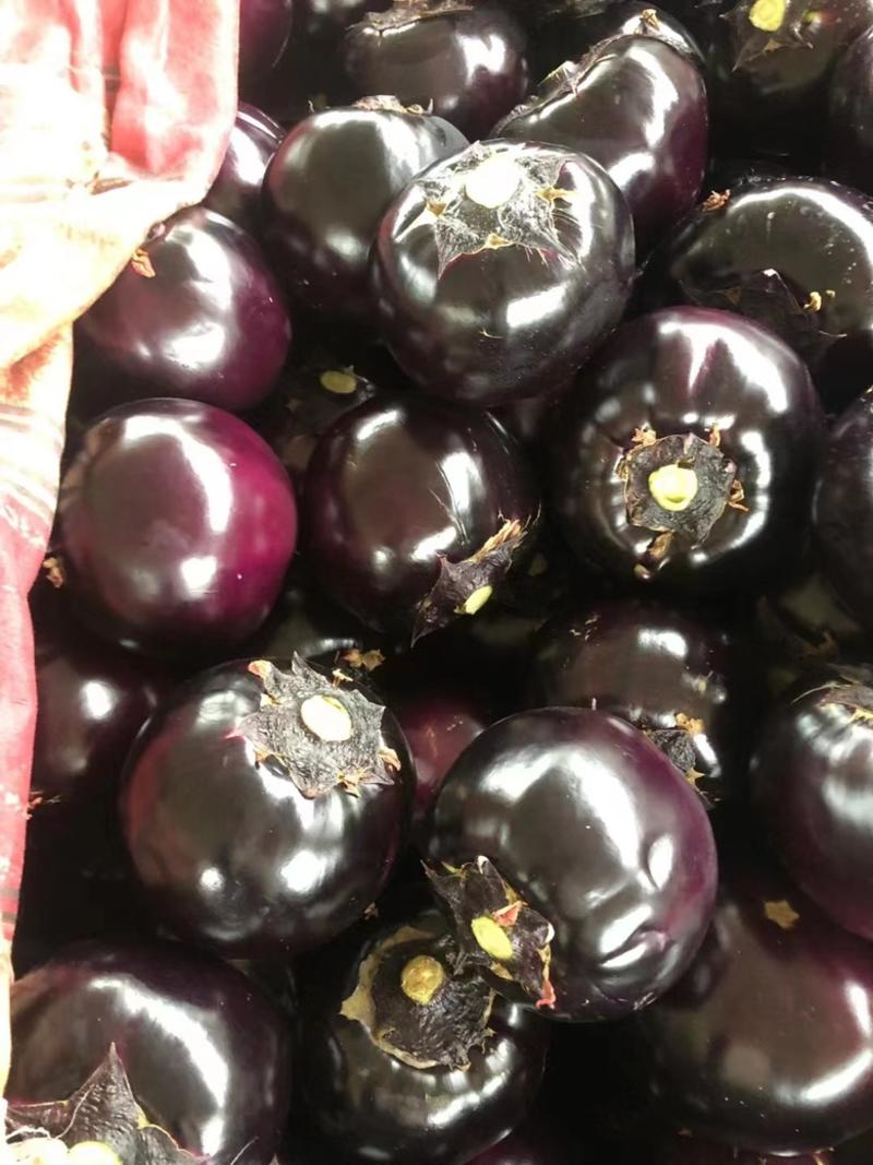 紫光圆茄大量上市一手货源价格优惠量大从优
