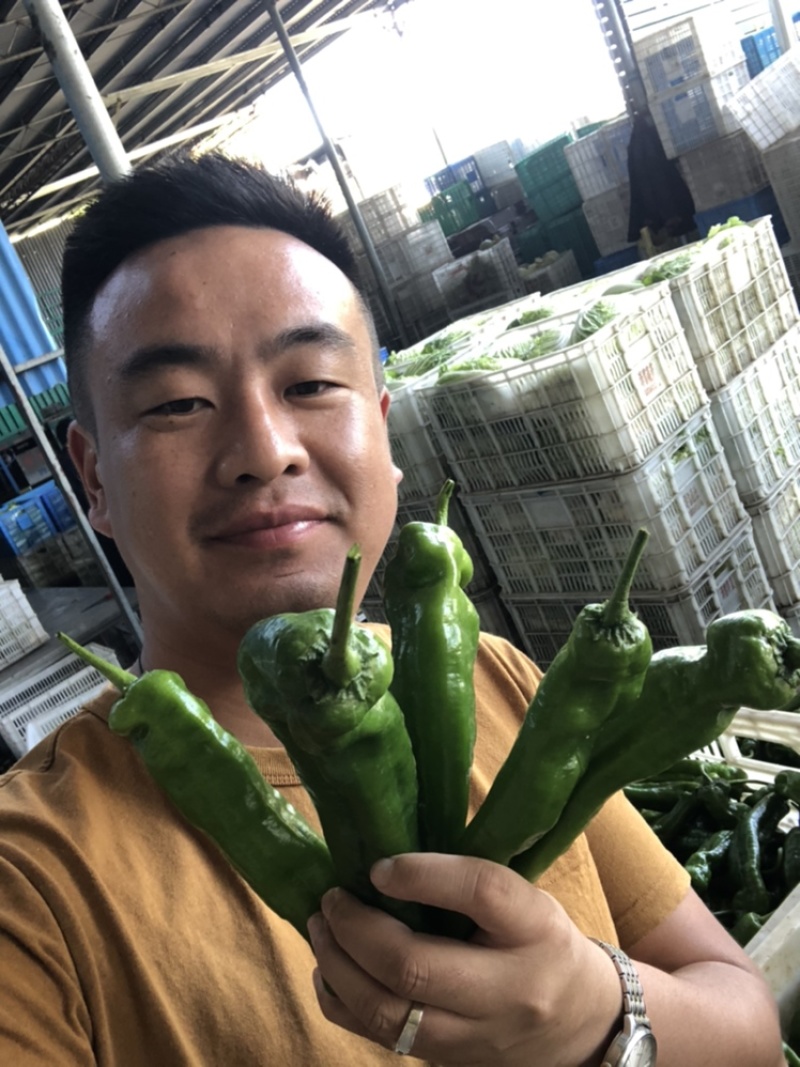 青椒/辣椒/牛角椒/螺丝椒/圆椒/皱皮椒/大量供应/