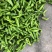 青椒/辣椒/牛角椒/螺丝椒/圆椒/皱皮椒/大量供应/