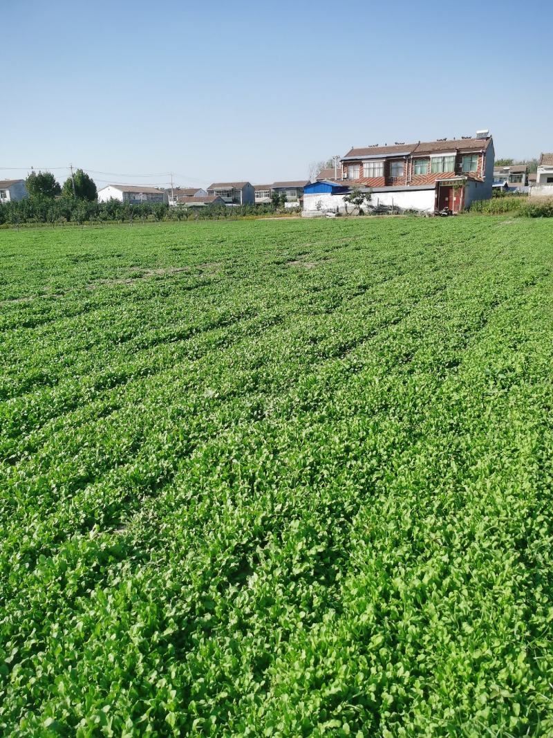 香荠菜