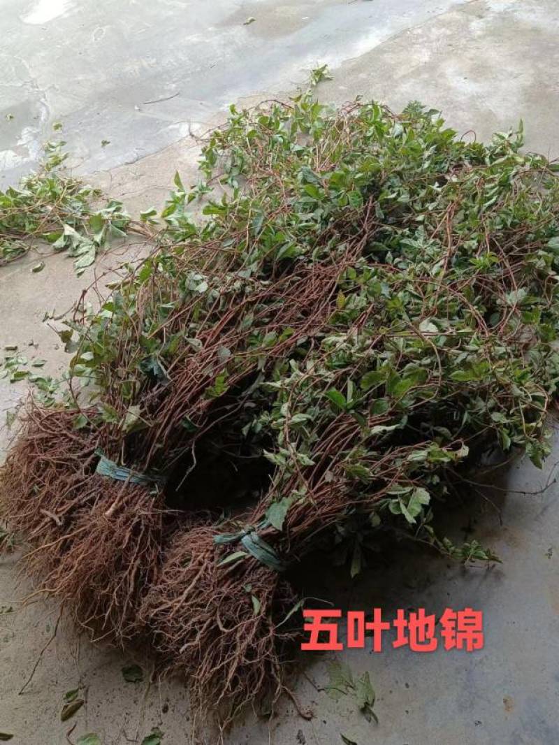 爬山虎凌宵紫藤油麻藤供应