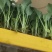 菜花苗，松花菜苗，基地货源，质量保证，有机花菜，诚信经营