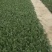 菜花苗，松花菜苗，基地货源，质量保证，有机花菜，诚信经营