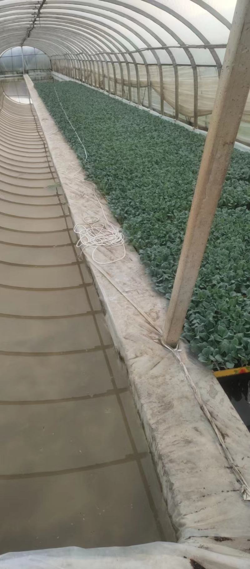 菜花苗，松花菜苗，基地货源，质量保证，有机花菜，诚信经营