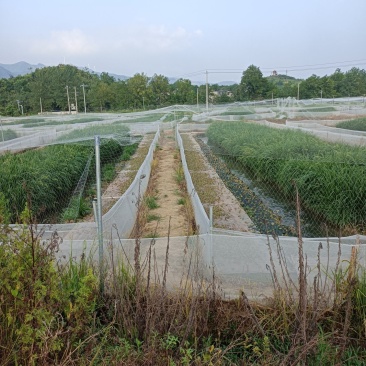 湖北省阳新县黑斑蛙想卖。有货十万斤。