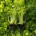 种苗蔬菜苗汉芹苗黄芹、白香芹。无病害。易成活