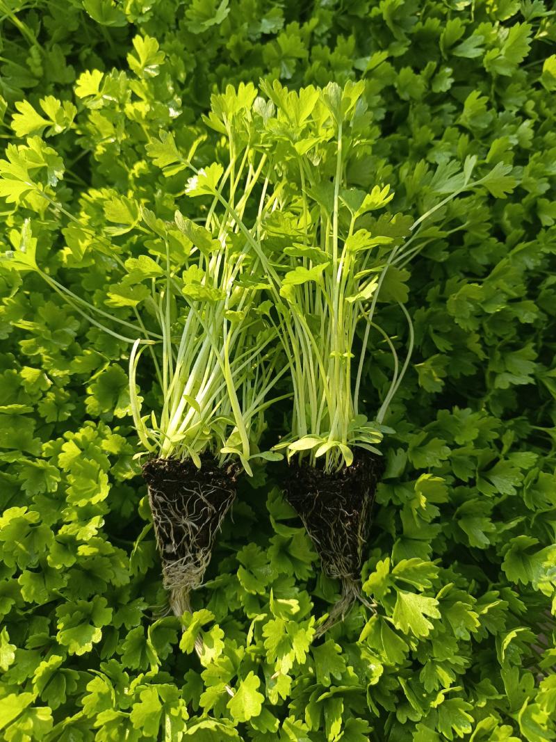 种苗蔬菜苗汉芹苗黄芹、白香芹。无病害。易成活