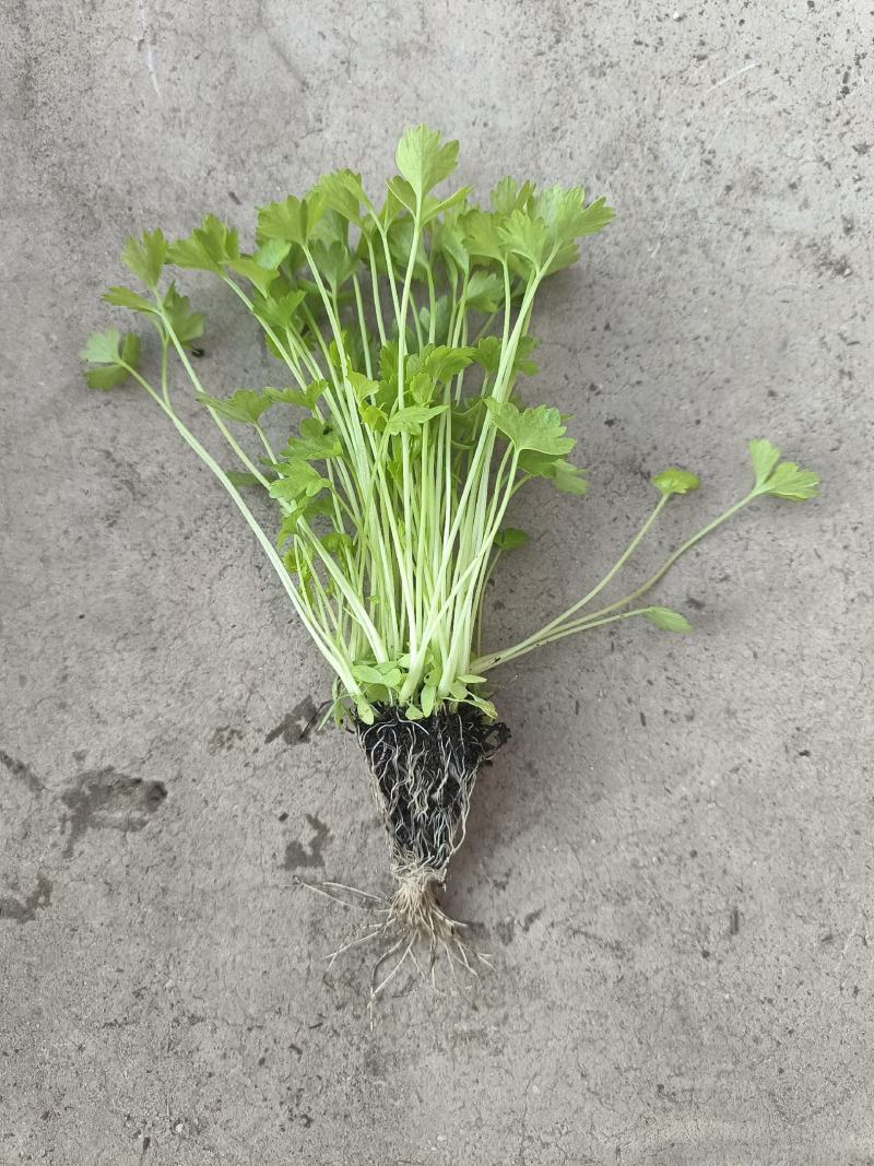 种苗蔬菜苗汉芹苗黄芹、白香芹。无病害。易成活