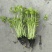 种苗蔬菜苗汉芹苗黄芹、白香芹。无病害。易成活