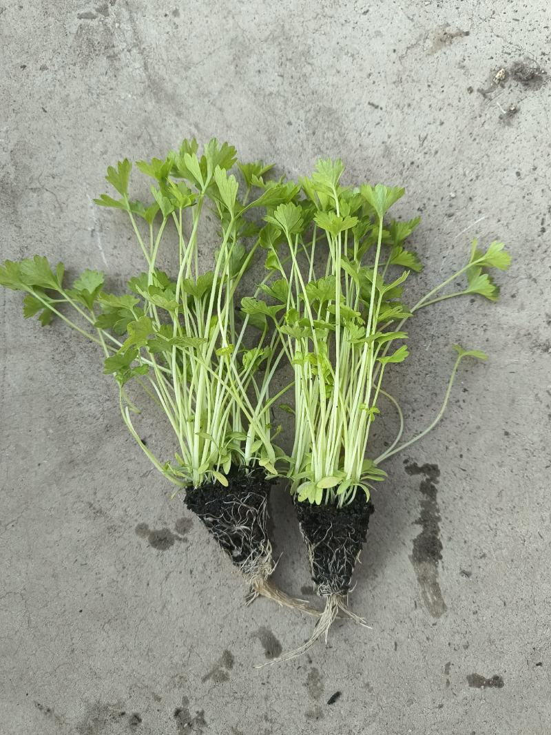 种苗蔬菜苗汉芹苗黄芹、白香芹。无病害。易成活