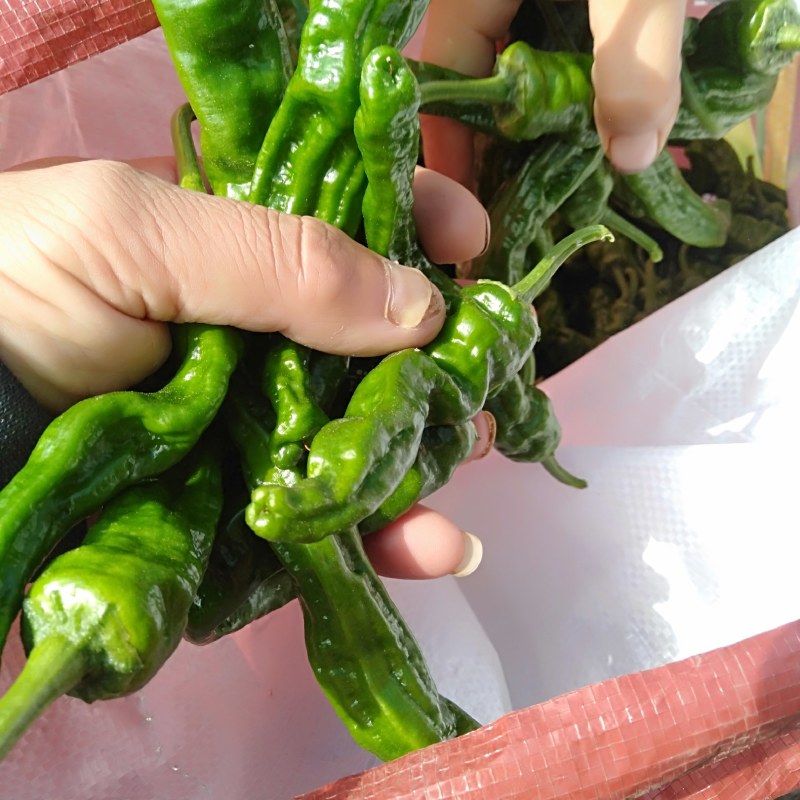 301薄皮大椒线椒青条黑条螺丝椒陇椒苏椒