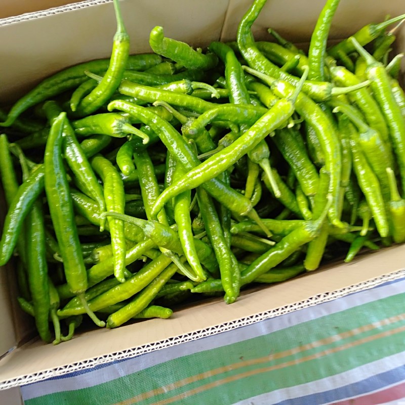 301薄皮大椒线椒青条黑条螺丝椒陇椒苏椒