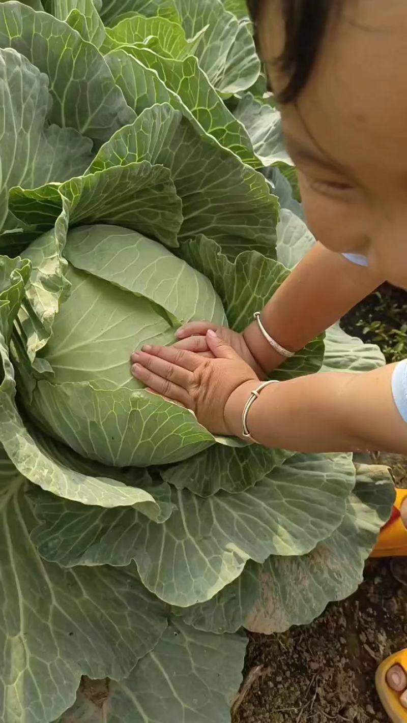 优质甘蓝苗（京丰一号，京丰精选，神豪88，帝王60等）