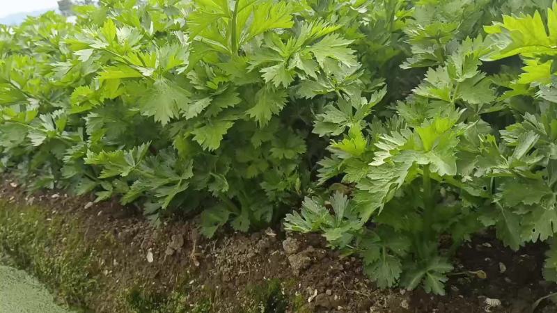 西芹法国皇后，西芹王子优质品种。穴盘苗。