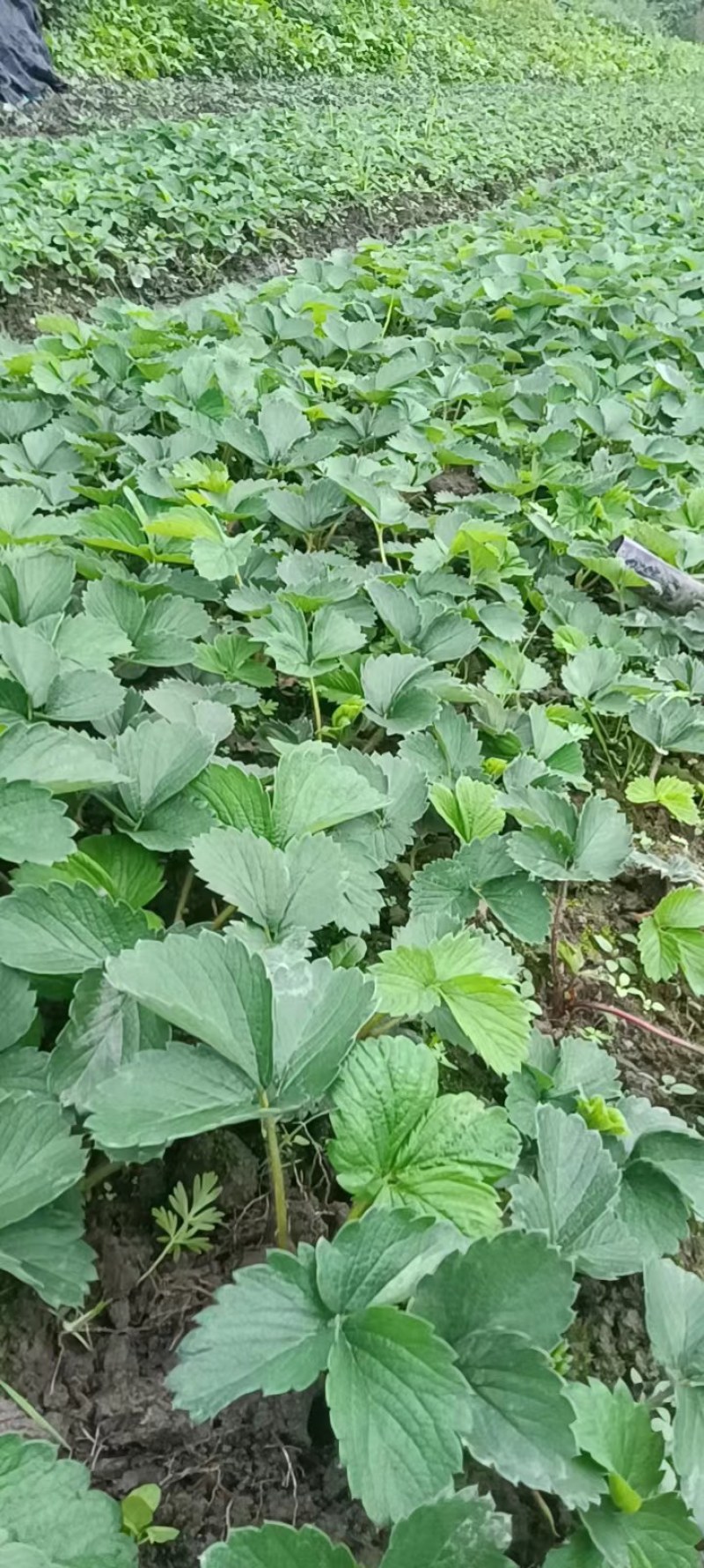 红颜假植苗