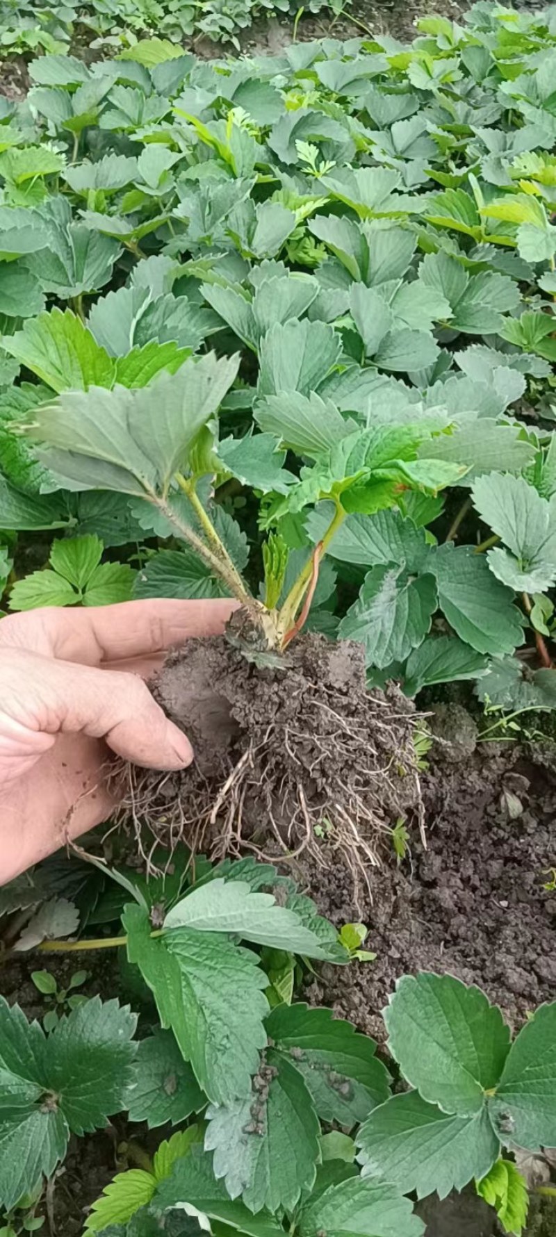 红颜假植苗