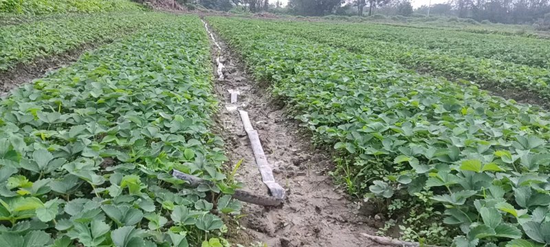 红颜假植苗