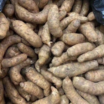 新鲜天麻小号中小号大号跑江湖批发地摊产品