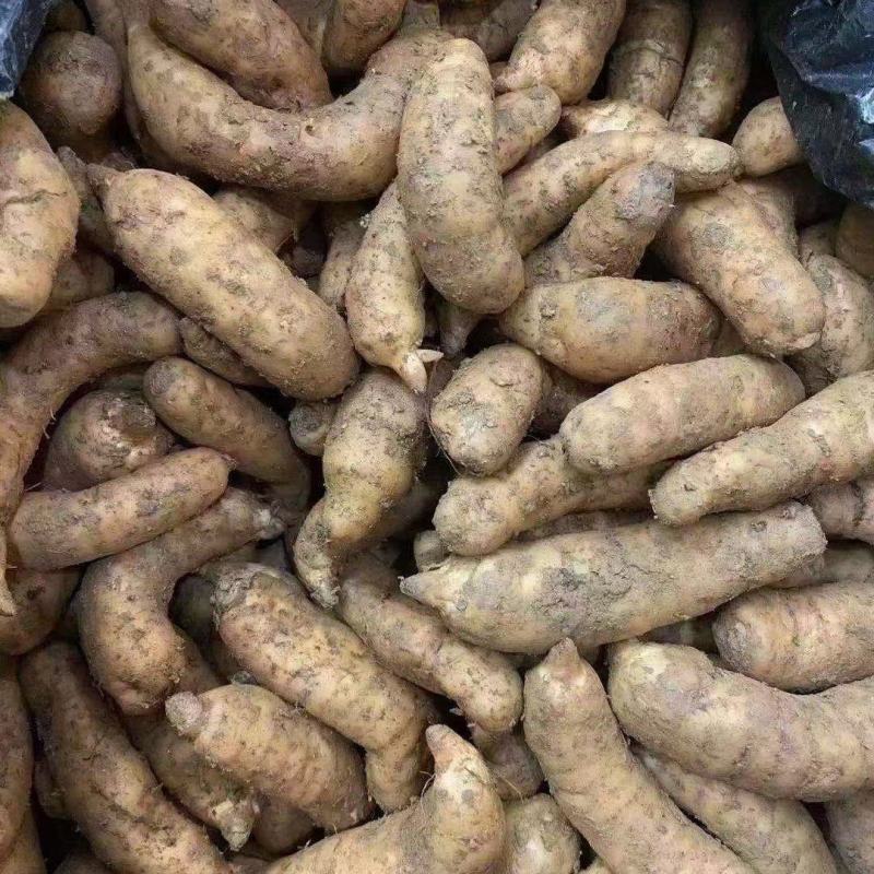 新鲜天麻小号中小号大号跑江湖批发地摊产品