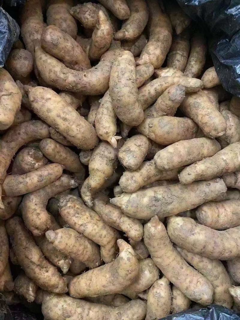 新鲜天麻小号中小号大号跑江湖批发地摊产品