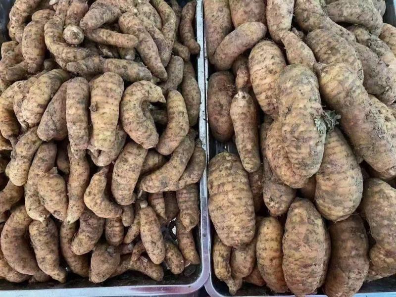 新鲜天麻小号中小号大号跑江湖批发地摊产品