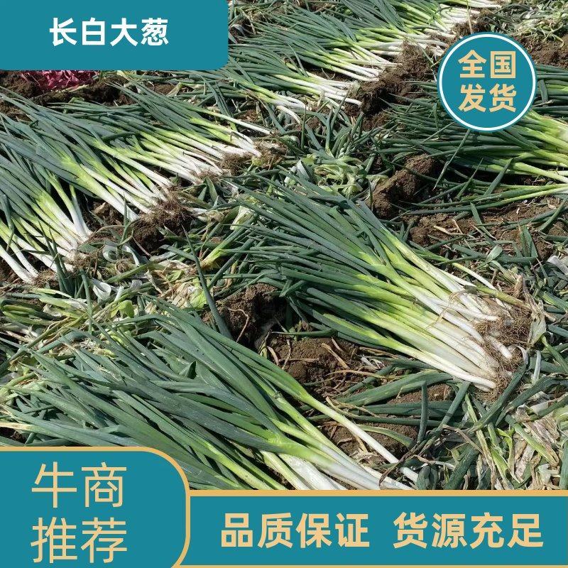 河北长白大葱，基地发货，量大从优，欢迎各地老板前来合作