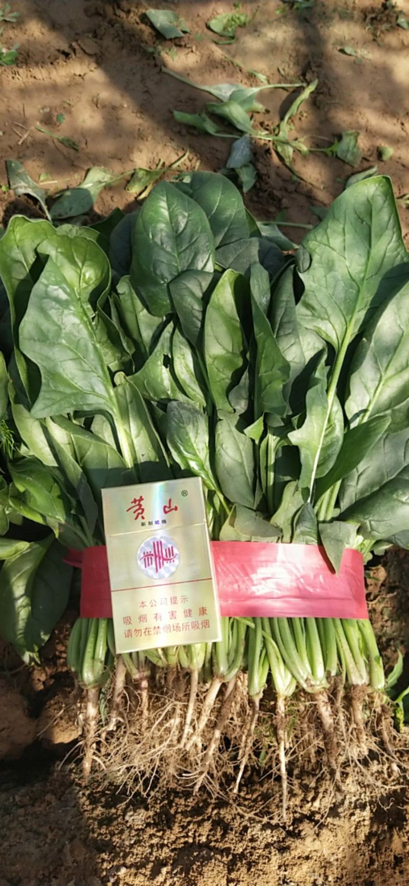 河北精品大叶菠菜，一手货源，货源充足，，欢迎咨询