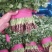 河北精品小现在大量上市中，量大，从优量有保障，欢迎咨询