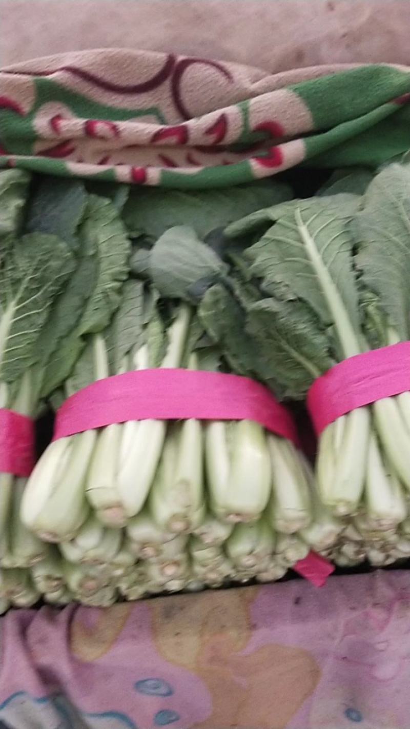 河北精品快菜小白菜，一手货源，货源充足，质量有保障，欢迎