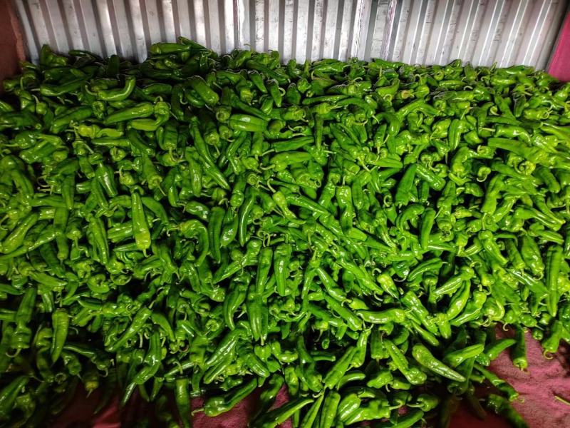 刚上的精品鲜辣椒，三号线椒，八号线椒，泡椒。