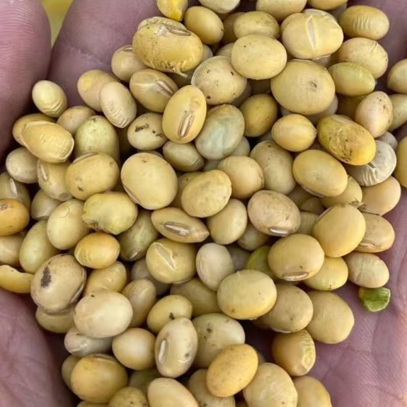 安徽优质大豆物美价廉