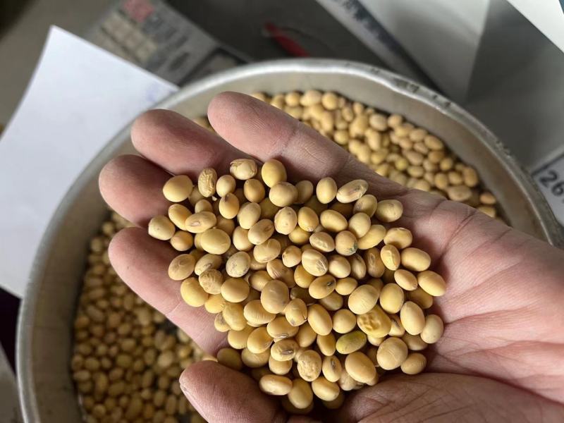 安徽优质大豆物美价廉