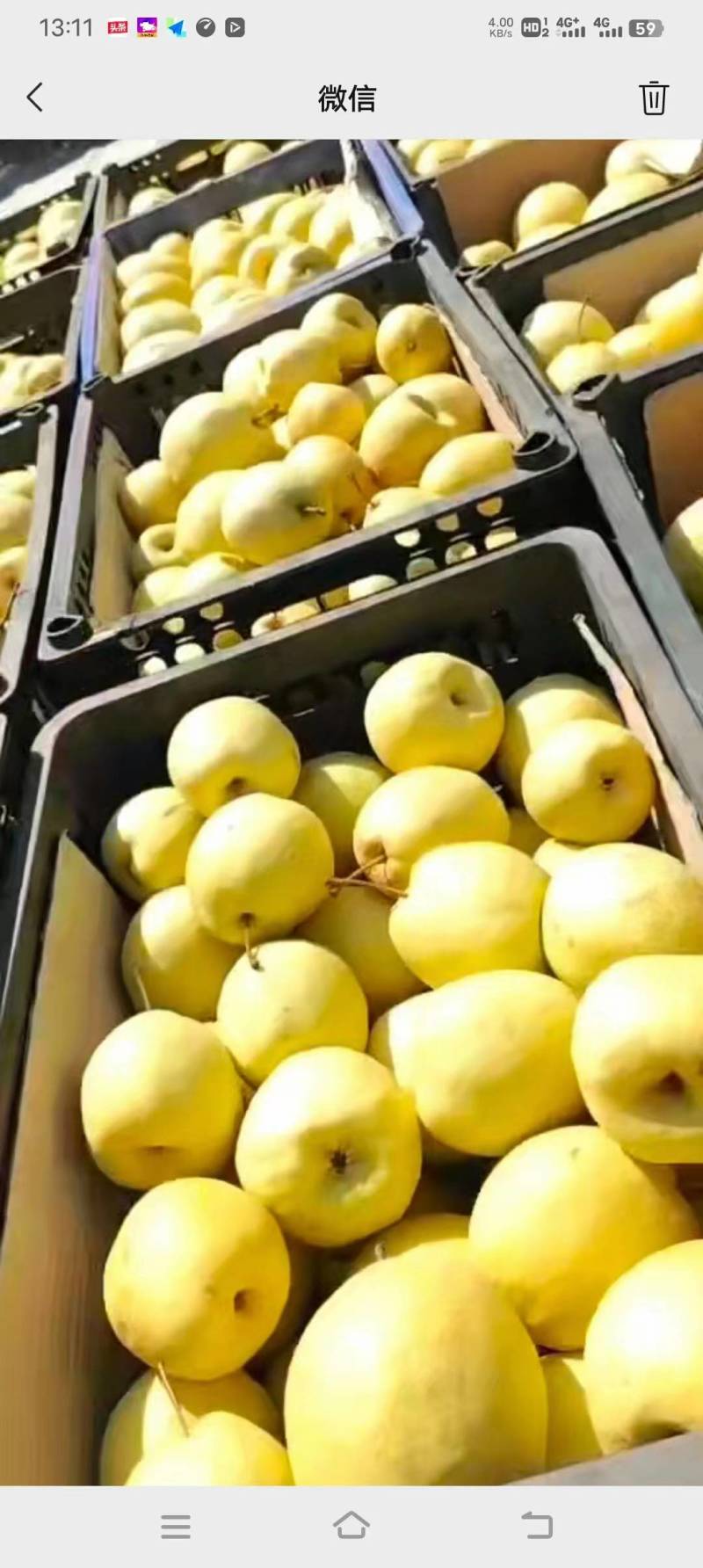 同川酥梨皮薄水大核小无渣甜蜜蜜