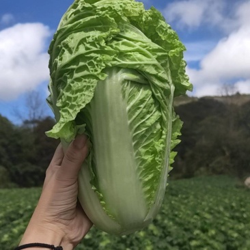 高山小白菜毛白菜盛产基地大量有货口感清甜可口叶菜类毛白菜