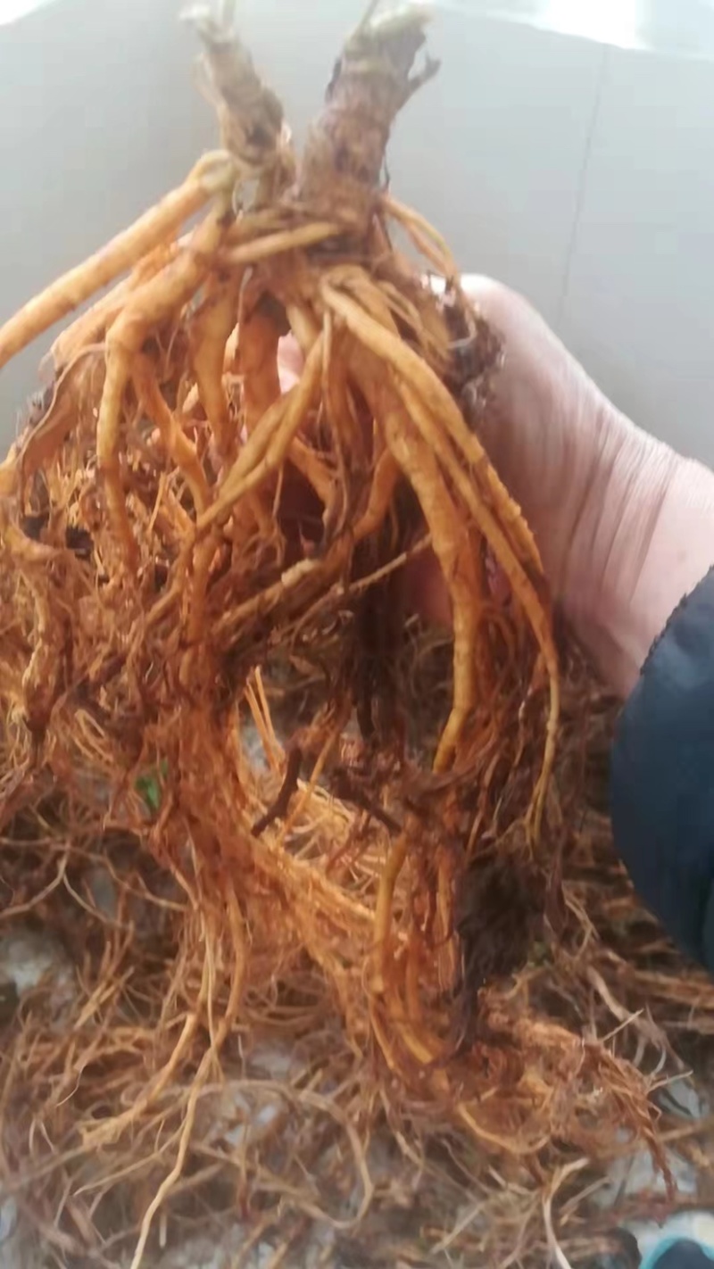 雾水葛干货，糯米藤鲜货。质量保证欢迎老板看货联系