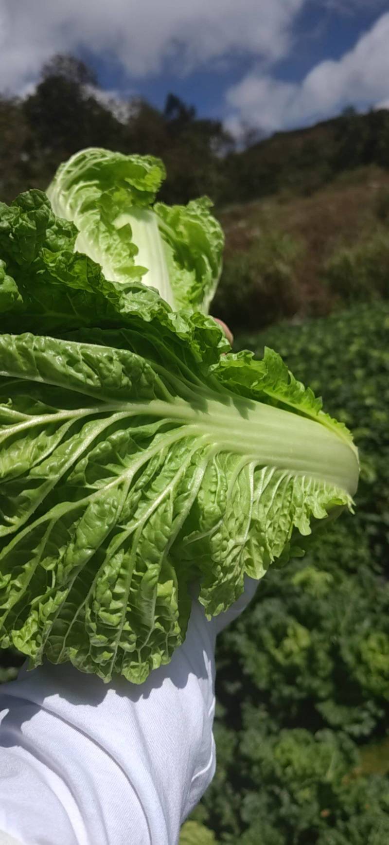 高山小白菜毛白菜盛产基地大量有货口感清甜可口叶菜类毛白菜