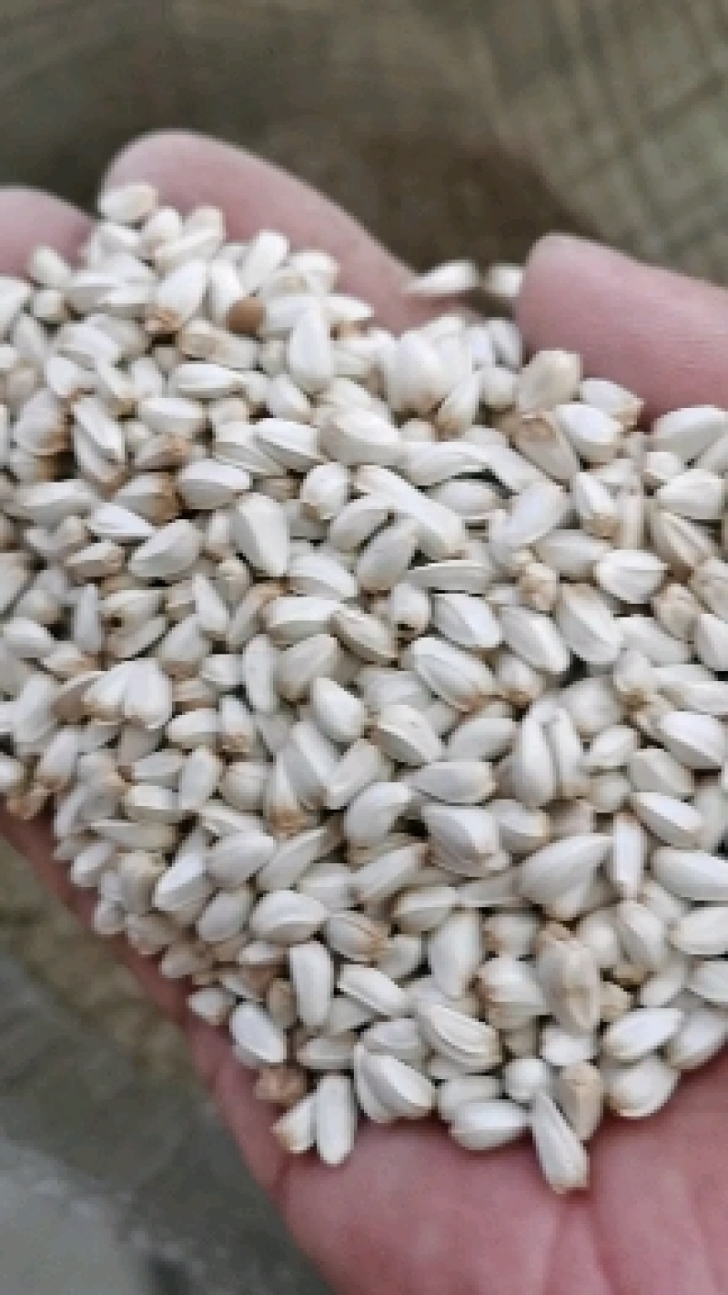 无刺改良大花朵油用红花种籽榨油率高鸡鸭鸽动物饲料作种子