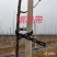 新建果园苗圃专用绑束带