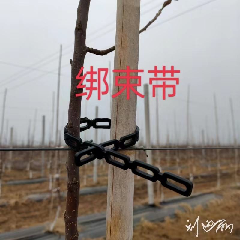 新建果园苗圃专用绑束带