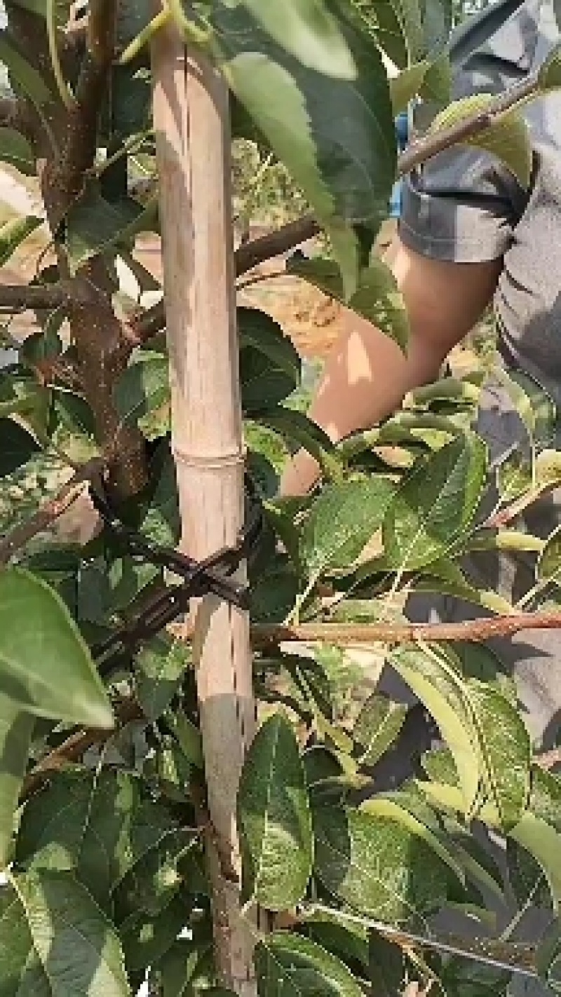 新建果园苗圃专用绑束带