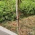 新建果园苗圃专用绑束带