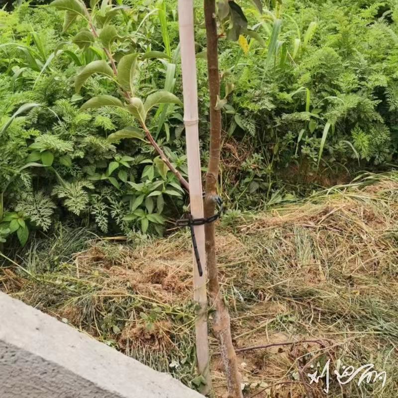 新建果园苗圃专用绑束带