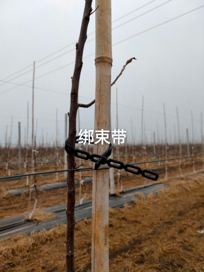 新建果园苗圃专用绑束带