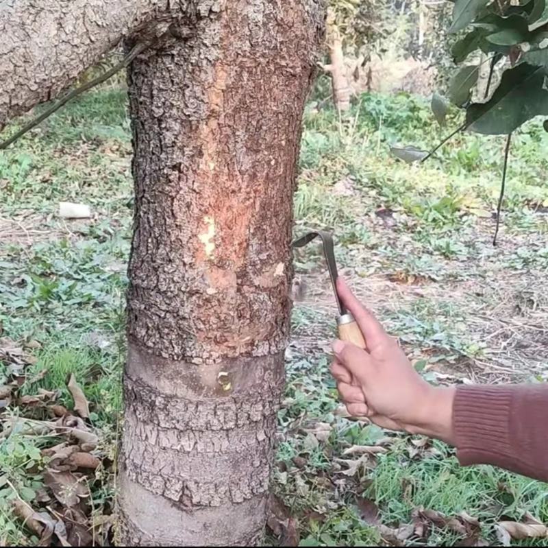 园林果树刮皮刀园林绿化树木粗皮翘皮刮除刀