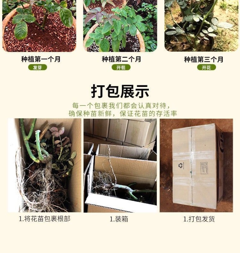 100棵起订顺丰包邮云南昆明精品红玫瑰月季大苗，绿化工程苗