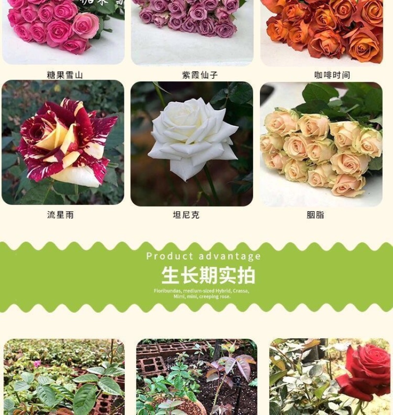 100棵起订顺丰包邮云南昆明精品红玫瑰月季大苗，绿化工程苗