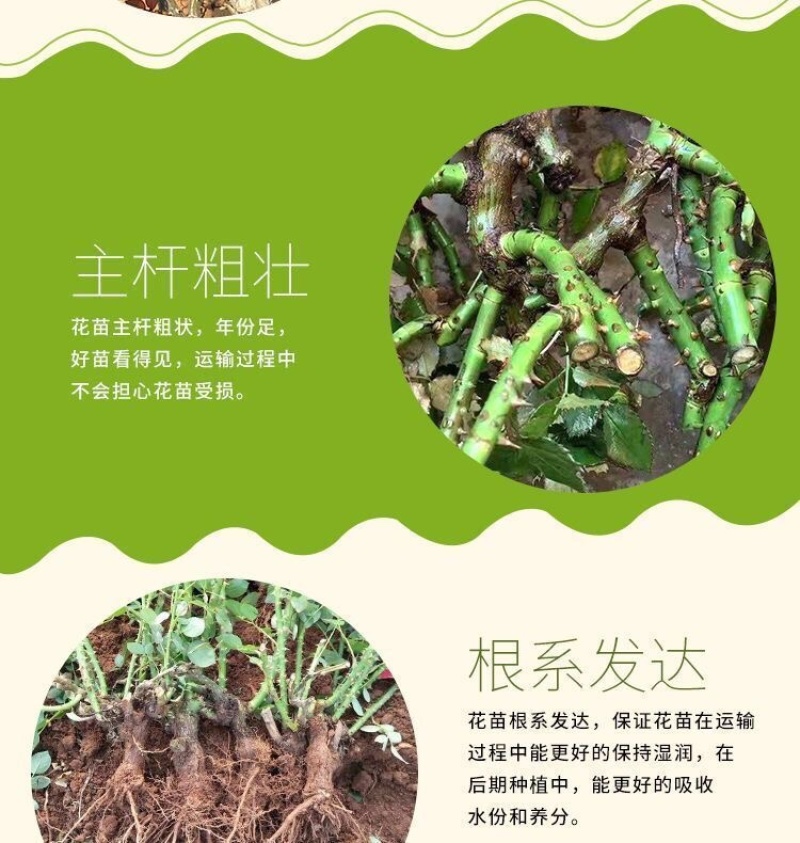 100棵起订顺丰包邮云南昆明精品红玫瑰月季大苗，绿化工程苗